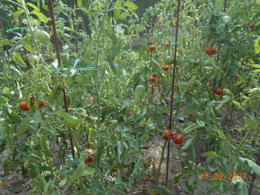  - 02 Gradina de legume 2021