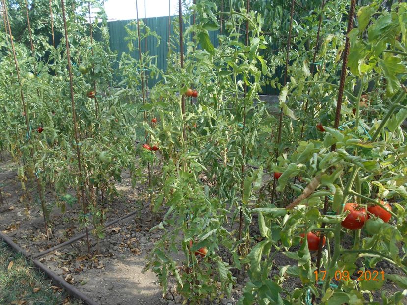  - 02 Gradina de legume 2021