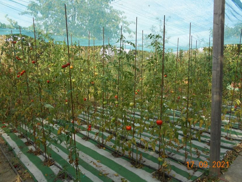  - 02 Gradina de legume 2021