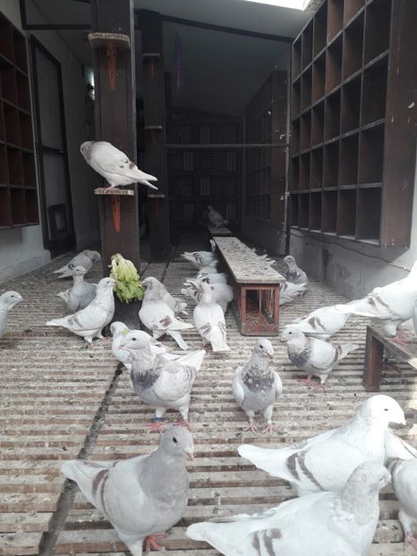  - Câțiva dintre porumbeii mei