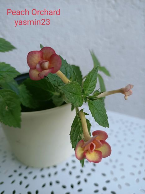 17.09.2021 - Achimenes 2021