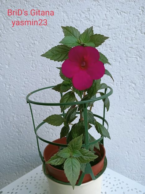 17.09.2021 - BriDs Gitana