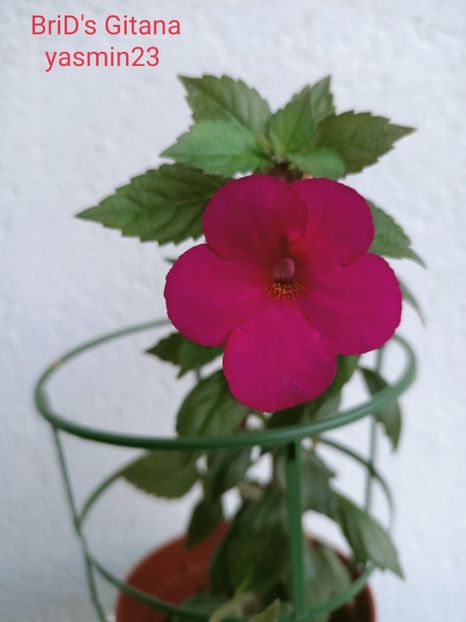 17.09.2021 - Achimenes 2021