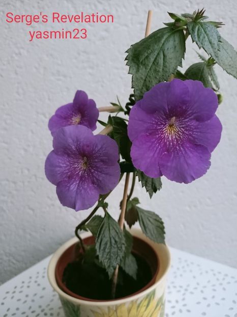 17.09.2021 - Serge-s Revelation 2