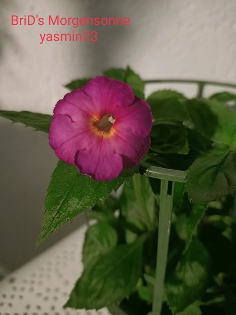 17.09.2021 - A-Achimenes BriDs