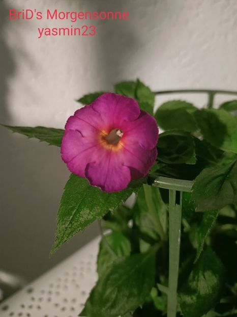 17.09.2021 - Achimenes 2021