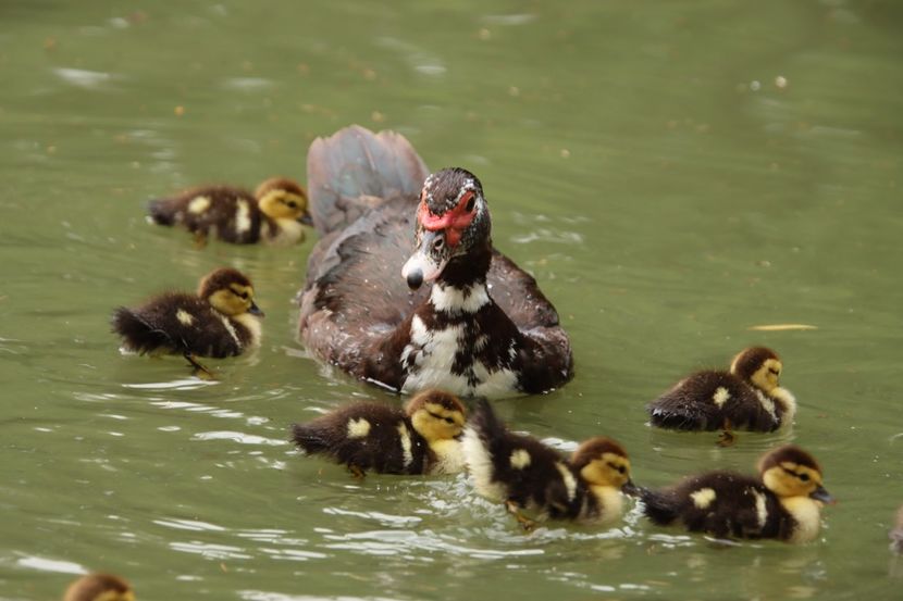  - Parco BUCCI-FAENZA