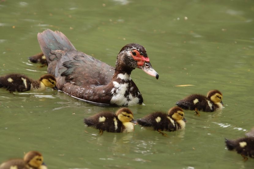  - Parco BUCCI-FAENZA