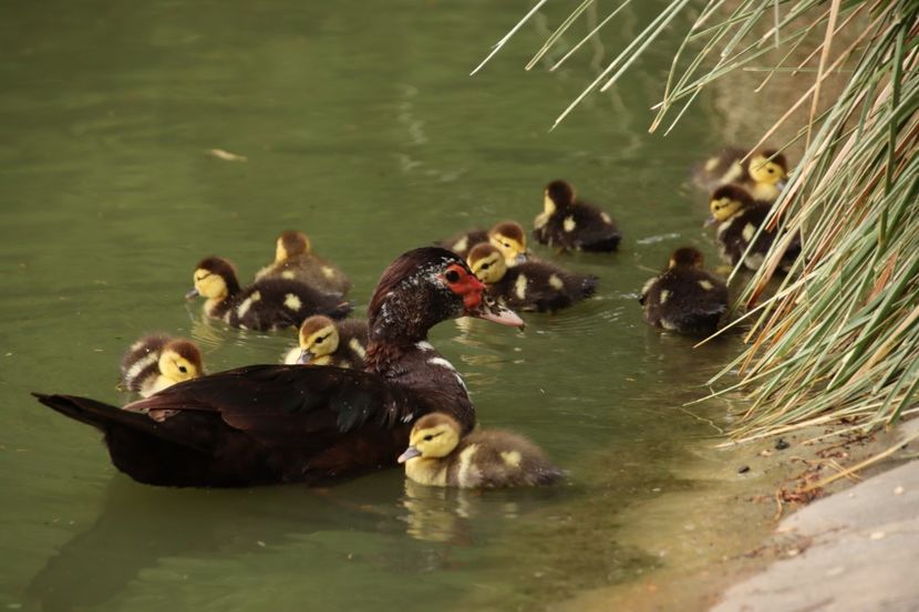  - Parco BUCCI-FAENZA