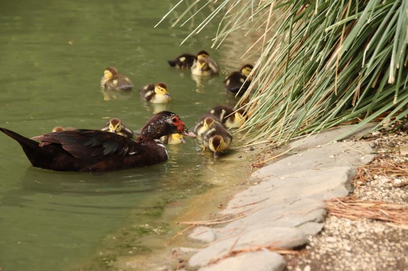  - Parco BUCCI-FAENZA