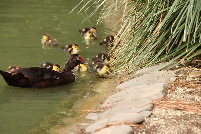  - Parco BUCCI-FAENZA