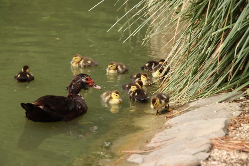  - Parco BUCCI-FAENZA