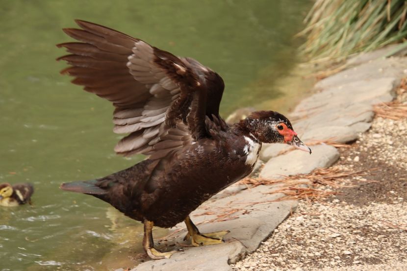  - Parco BUCCI-FAENZA