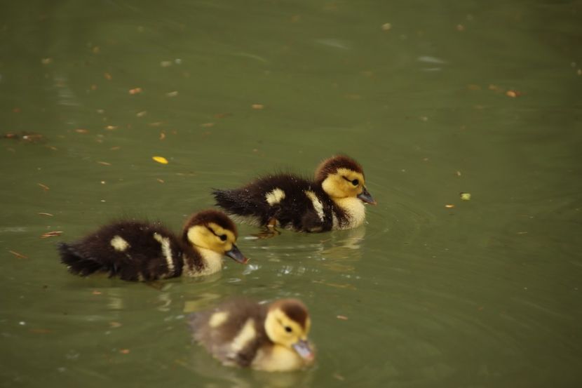  - Parco BUCCI-FAENZA