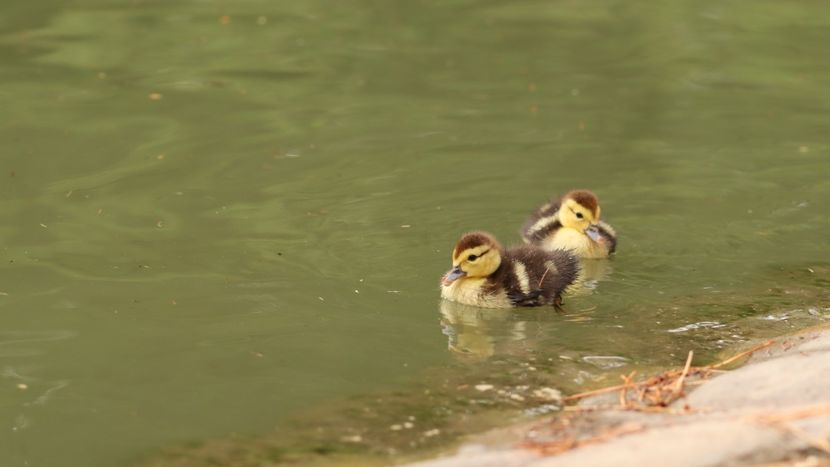  - Parco BUCCI-FAENZA