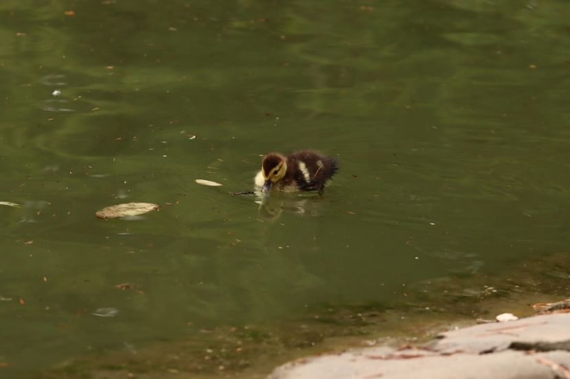  - Parco BUCCI-FAENZA