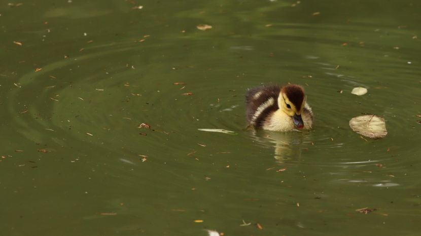  - Parco BUCCI-FAENZA