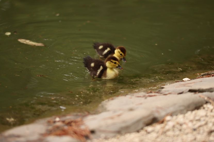  - Parco BUCCI-FAENZA