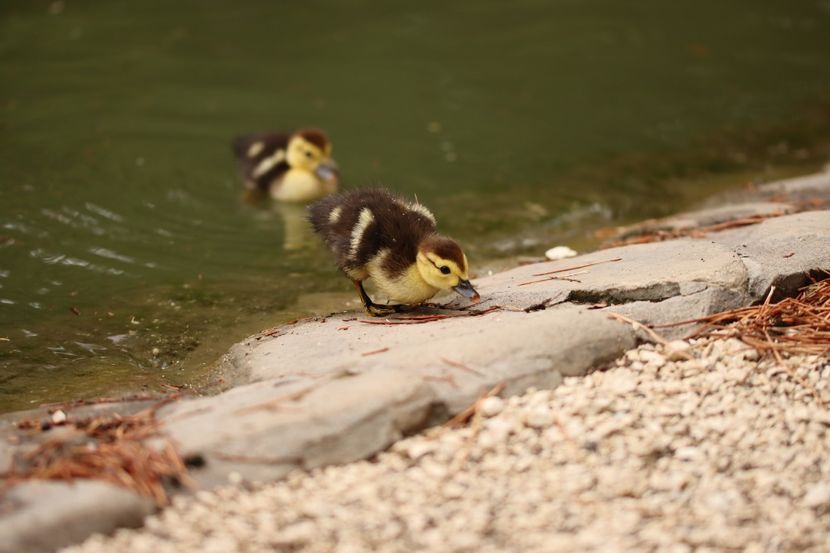  - Parco BUCCI-FAENZA