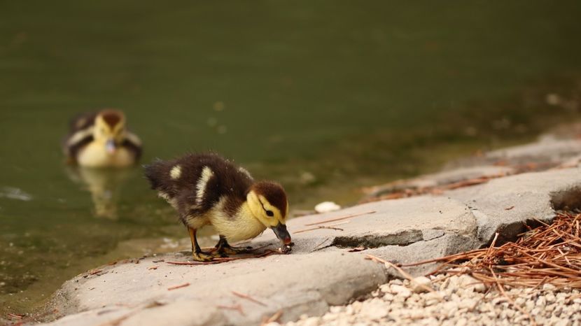  - Parco BUCCI-FAENZA