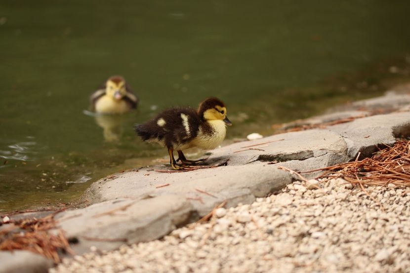  - Parco BUCCI-FAENZA