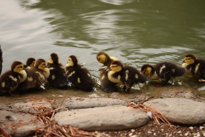  - Parco BUCCI-FAENZA