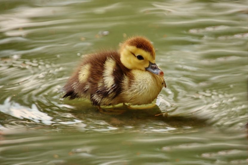  - Parco BUCCI-FAENZA