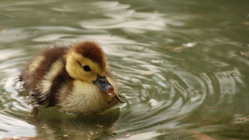  - Parco BUCCI-FAENZA