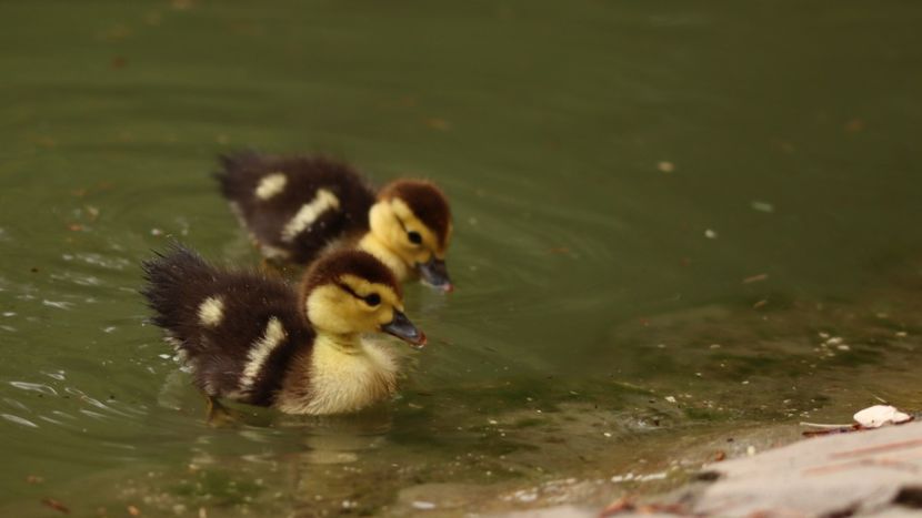  - Parco BUCCI-FAENZA
