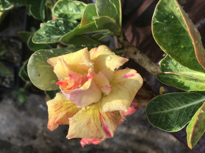 7F2802F0-E224-4634-85C7-96BDA1B22EF7 - Golden Head