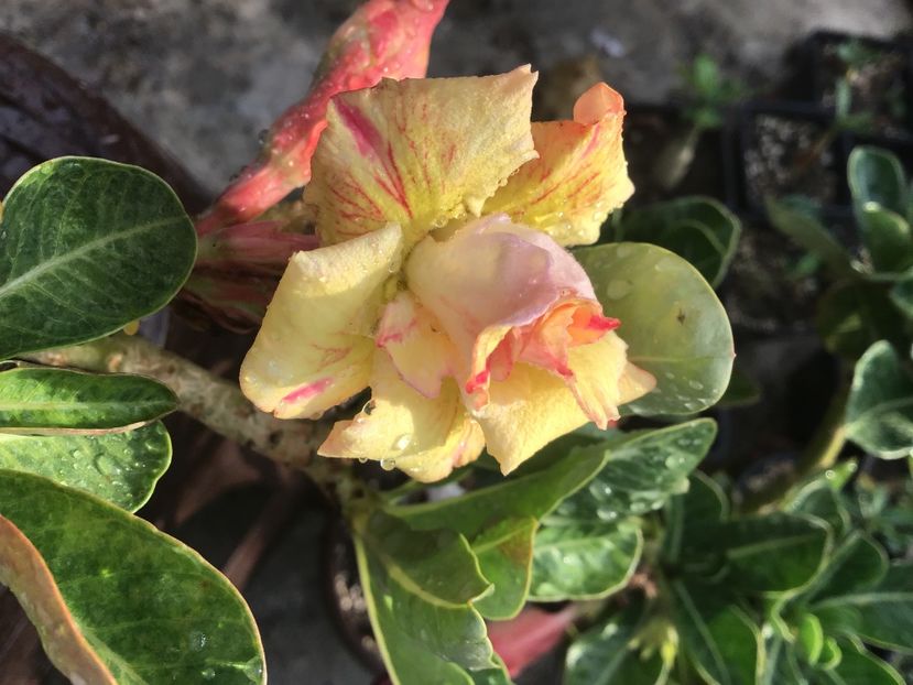 C0FE91F4-ACB2-4B9A-8B2A-65A79A7A495D - Golden Head