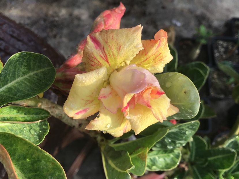 EAEE721C-DBFB-408F-8564-3DFEB104F136 - Golden Head