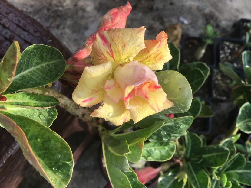 4B396C94-D6E3-4354-9E54-F1CA7AB0FD88 - Golden Head