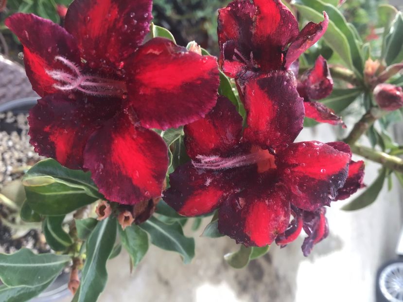 DF6FDBD4-CF5B-4483-874B-D7938F5A4C02 - Purple Raimbow