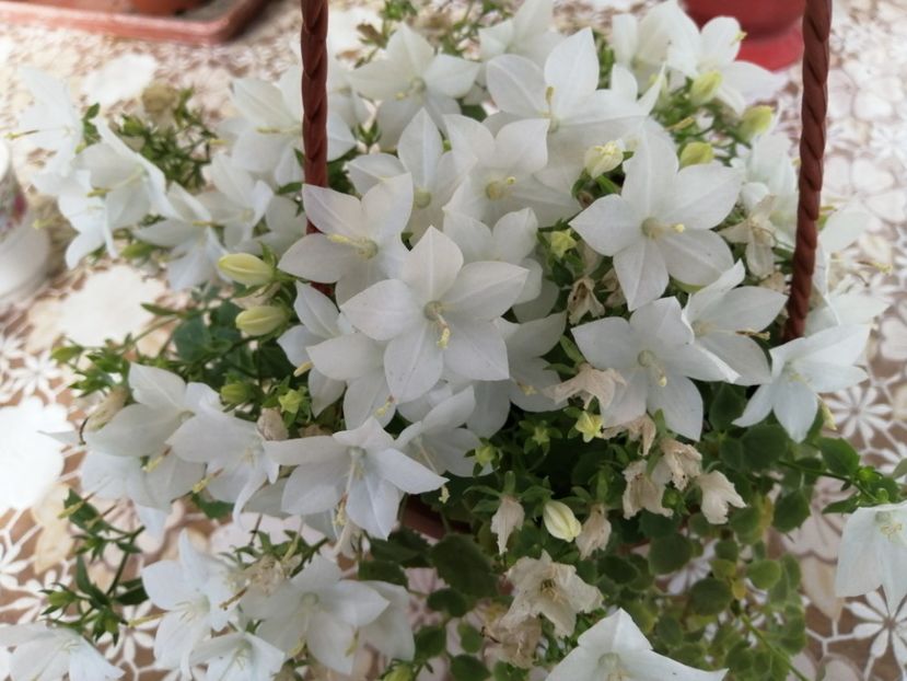  - Campanula