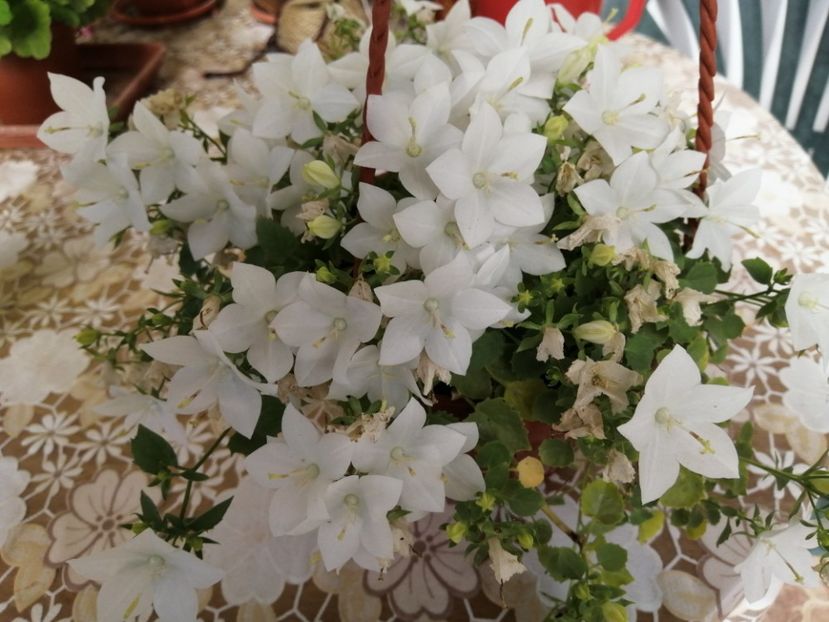  - Campanula