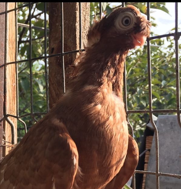 E361F009-10F1-4F37-920B-C0EE668032B3 - jucatori de calarasi