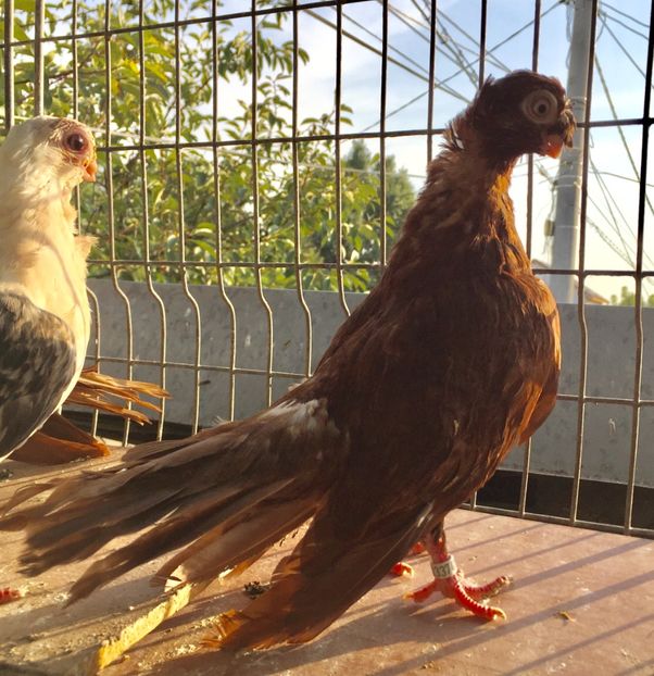 3485DF03-C448-4A78-BD94-89BBA74CAE25 - jucatori de calarasi