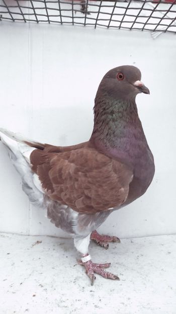 F 2021 vanduta - De vanzare kingi