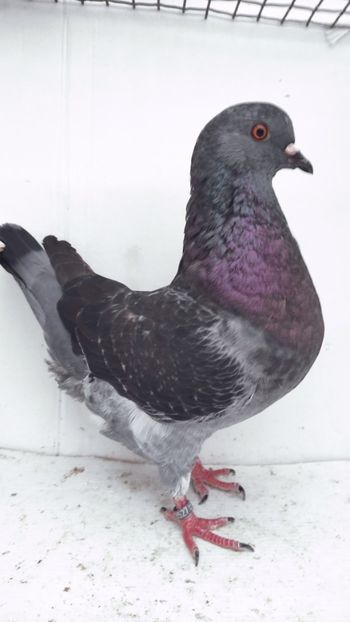 F 2021 vanduta - De vanzare kingi