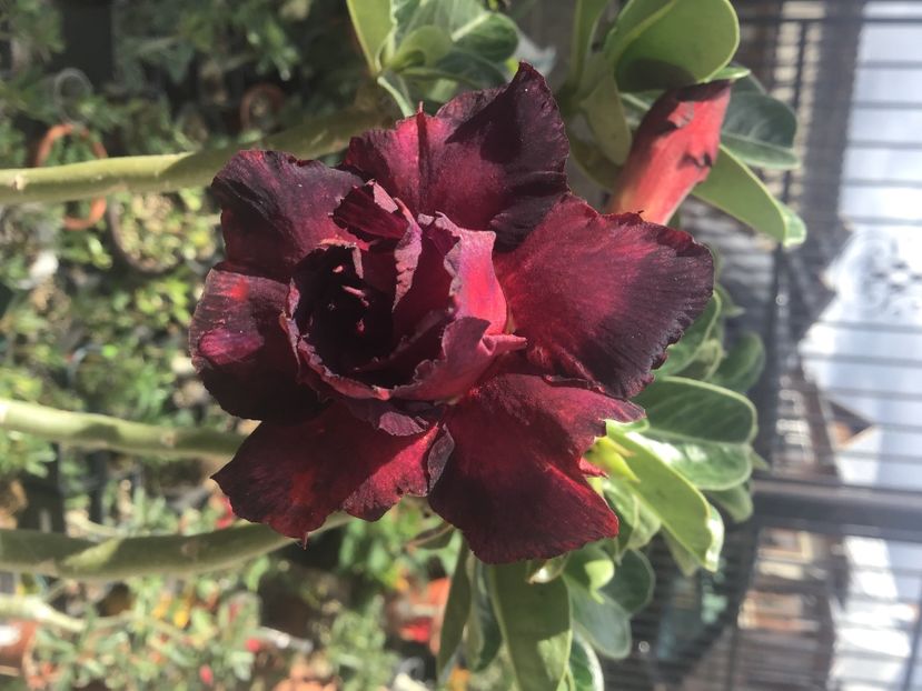 E4BDCFF3-BBE0-4FD1-900B-7E15548D6C3F - Noo n