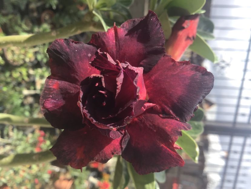 6E4E1295-CE8D-481E-B105-3DAD38F980B9 - Noo n