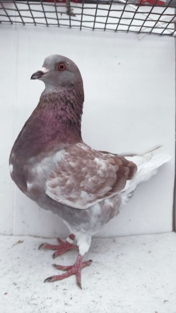 M 2021 vandut - De vanzare kingi