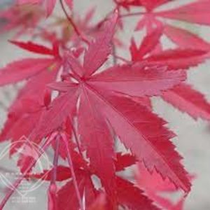 acer palmatum atropurpureum1 - ACER palmatum ATROPURPUREUM