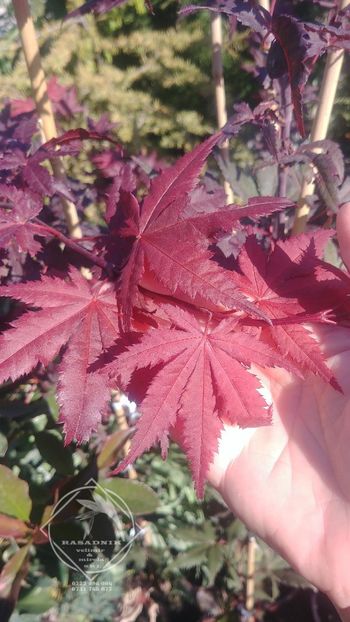 acer palmatum atropurpureum2 - ACER palmatum ATROPURPUREUM