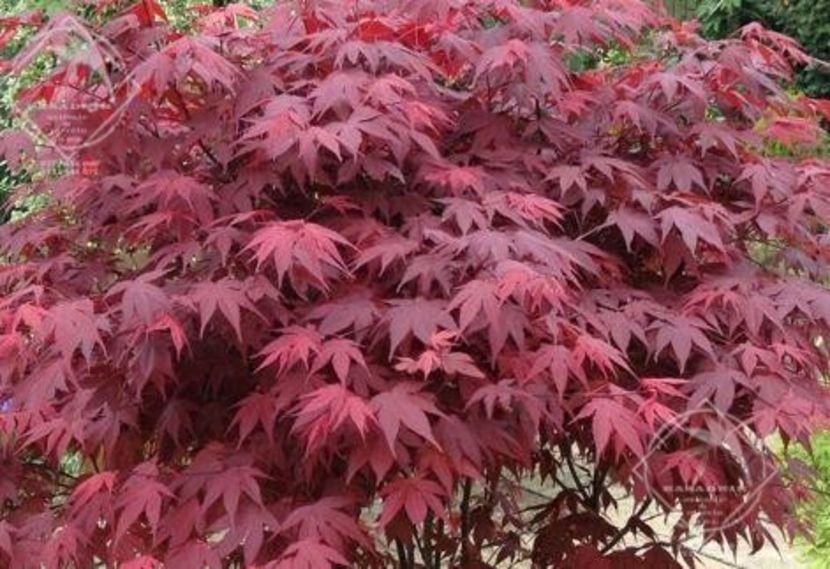 acer palmatum atropurpureum3 - ACER palmatum ATROPURPUREUM