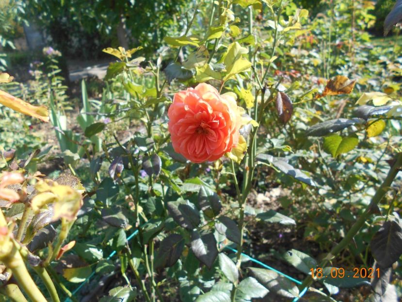 - 02 Trandafiri 2021