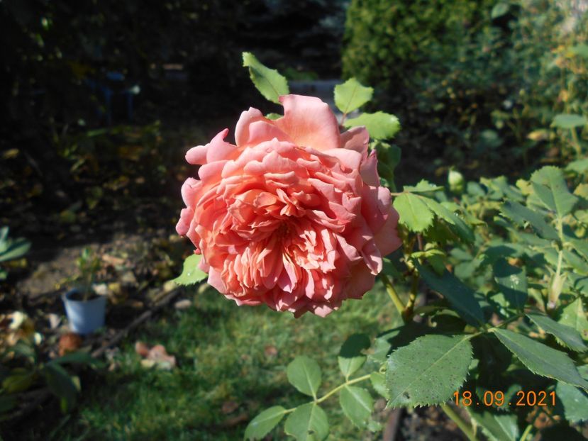  - 02 Trandafiri 2021