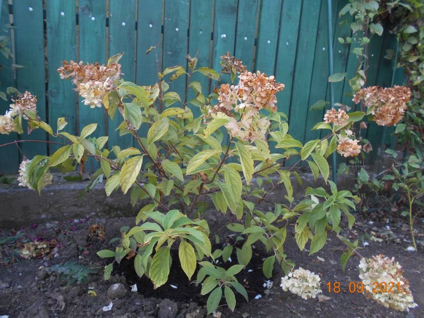  - 02 Azalee-rhododendroni-heleborusi-hortensii-hoste 2021