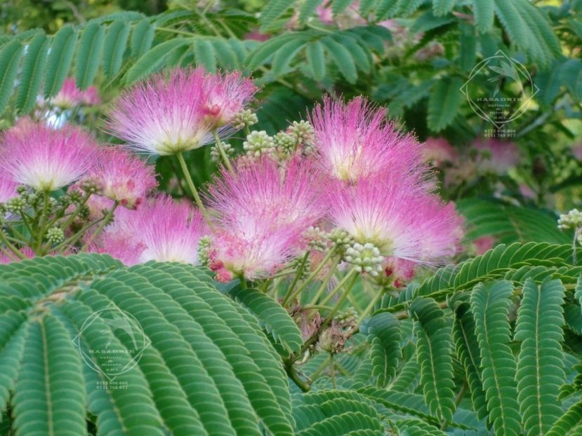 arborele de m,atase albizia-julibrissin.-ombrella - ARBORELE de matase ALBIZIA